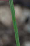 Prairie blue-eyed grass